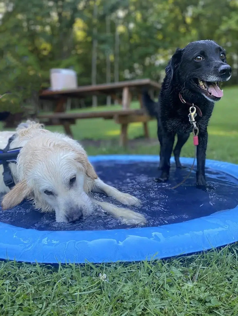 Piscina Chafariz Pet | Oferta de Verão 🔥